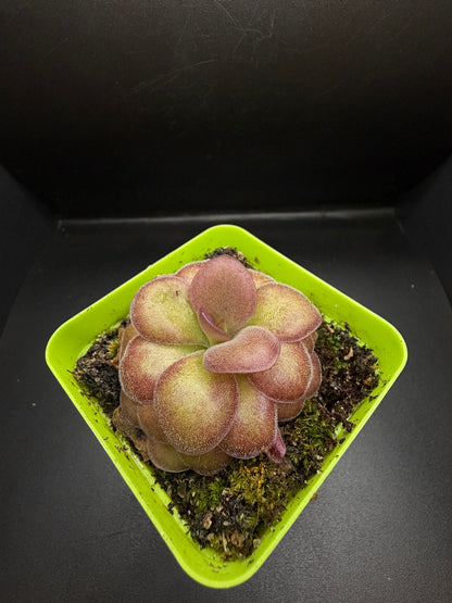 P. ‘Weser’ x Agnata 'El Lobo'