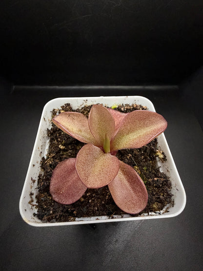 P. Gigantea 'red' x Zamudioana