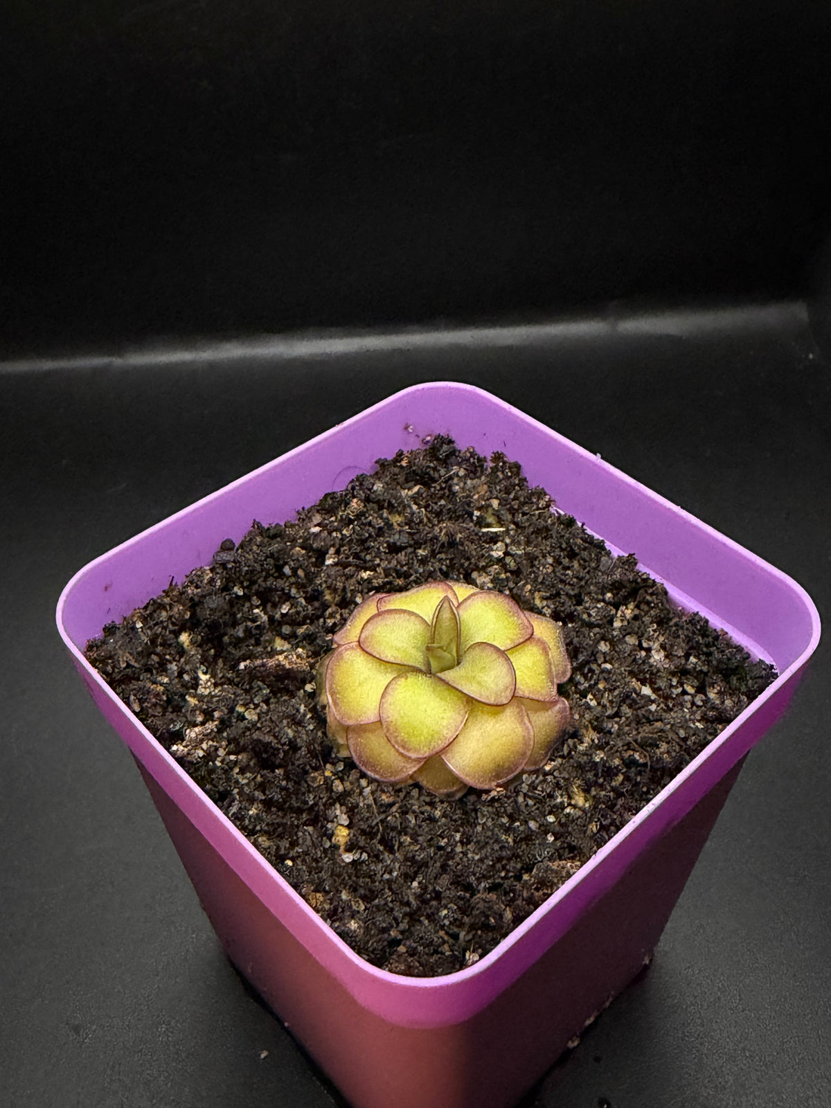 P. Laueana x Emarginata