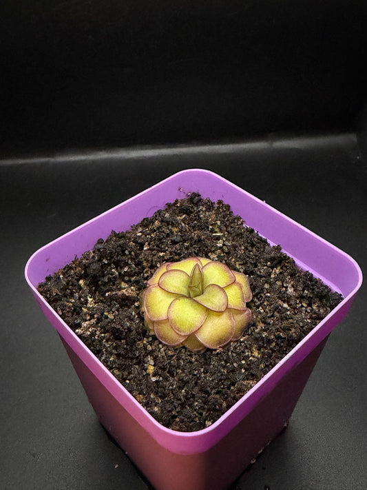 P. Laueana x Emarginata