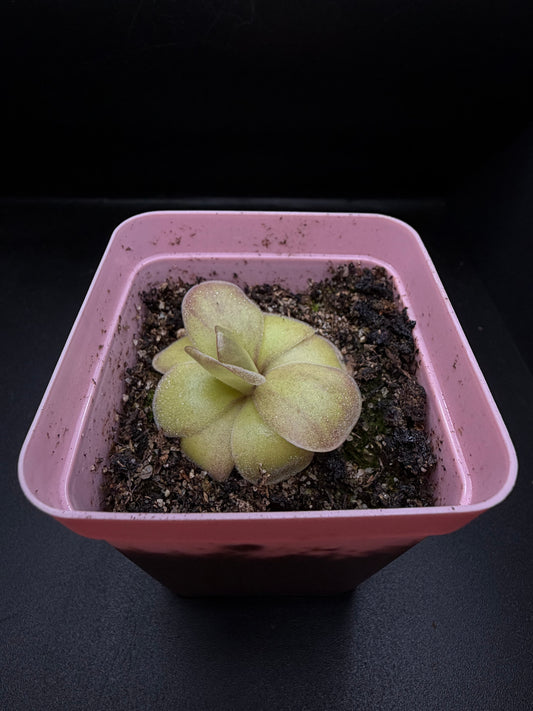 P. Agnata 'El Lobo' x 'Huahuapan' (red clone)