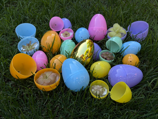 Mystery Eggs (Pinguicula)