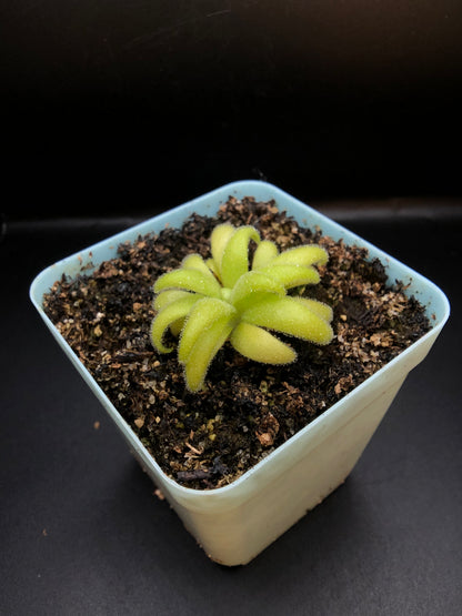 P. Gigantea x Medusina