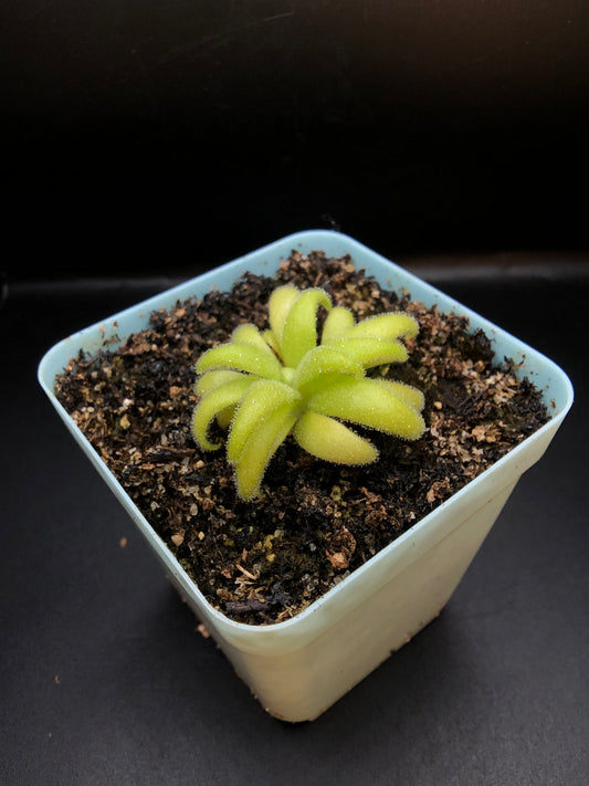 P. Gigantea x Medusina