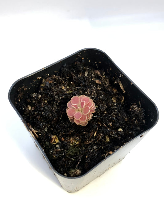 P. 'Florian'