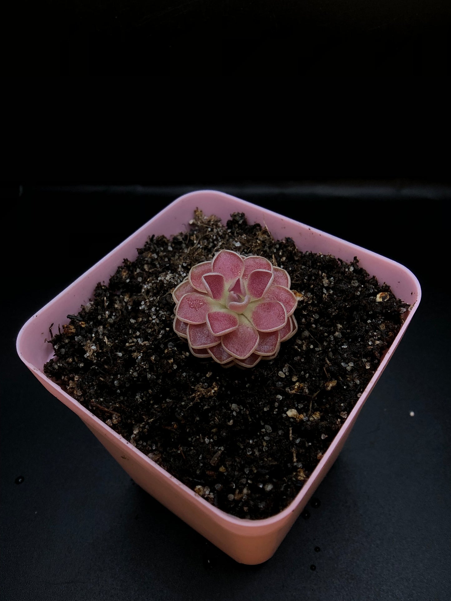 P. 'Florian'