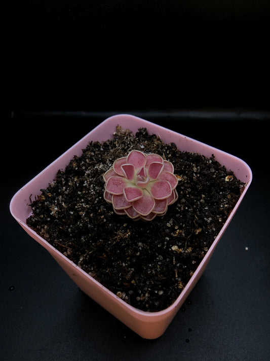 P. 'Florian'