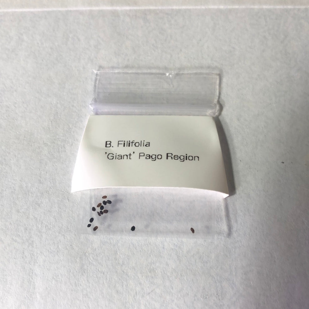 B. Filifolia ‘Giant’ Pago Region seeds – Turlock Carnivores