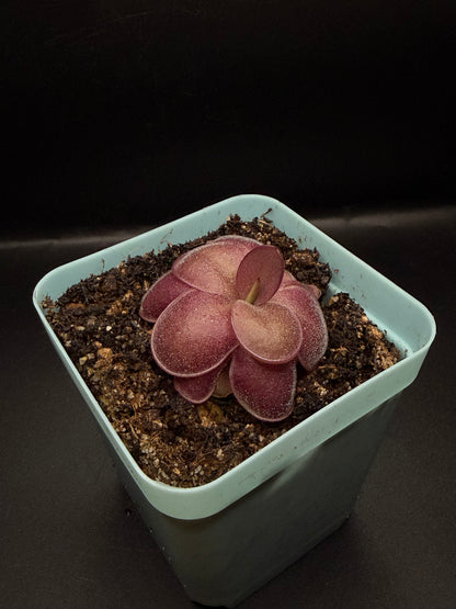 P. 'Peaches'