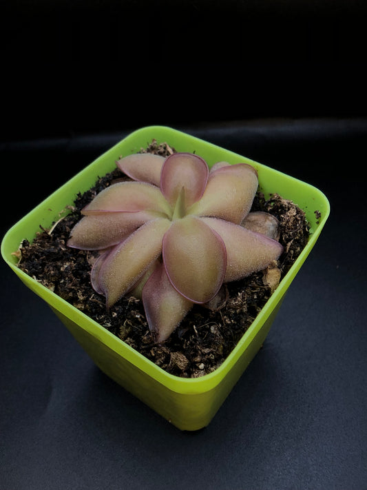 P. 'Ali Rose'