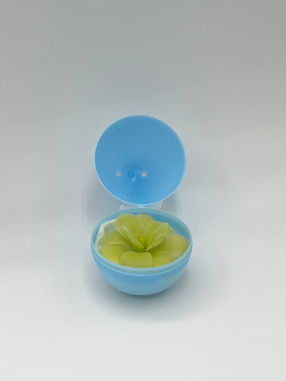 Mystery Eggs (Pinguicula)