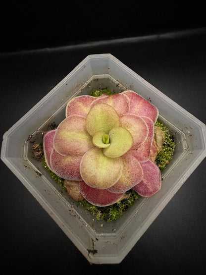 P. Agnata 'El Lobo' x 'Huahuapan' (red clone)