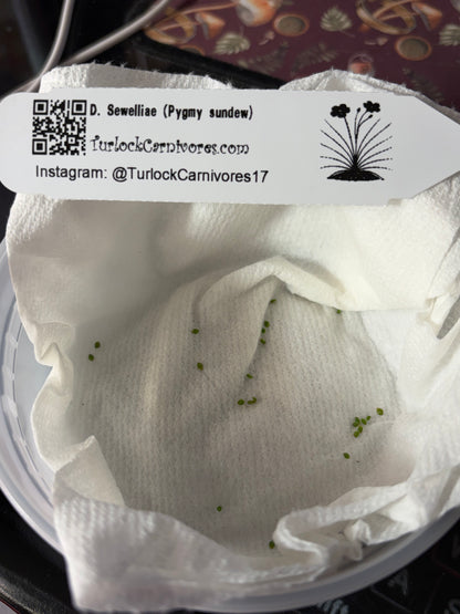 Pygmy sundew GEMMAE: D. Sewelliae (8+ gemmae)