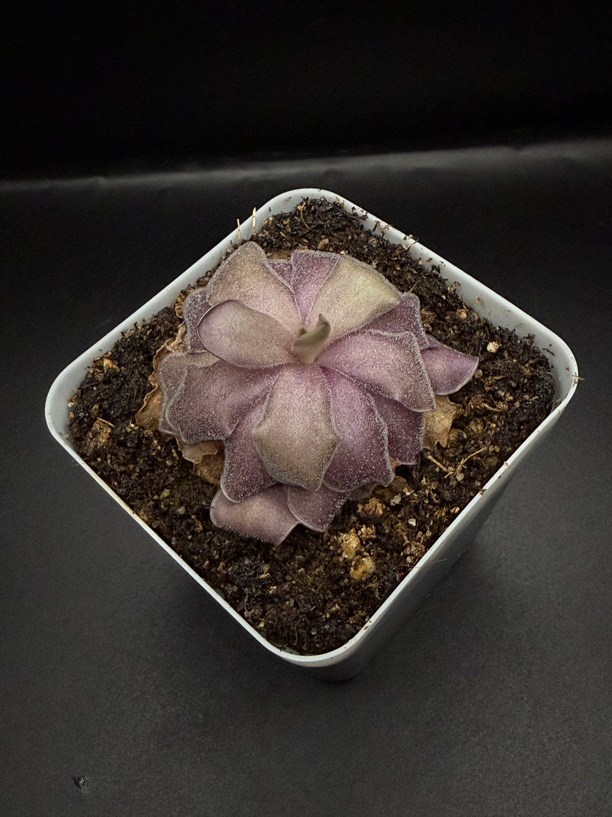 P. Agnata x Cyclosecta