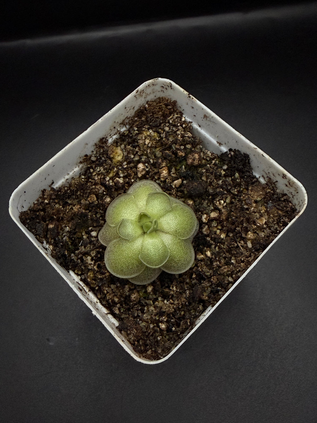 P. Cyclosecta