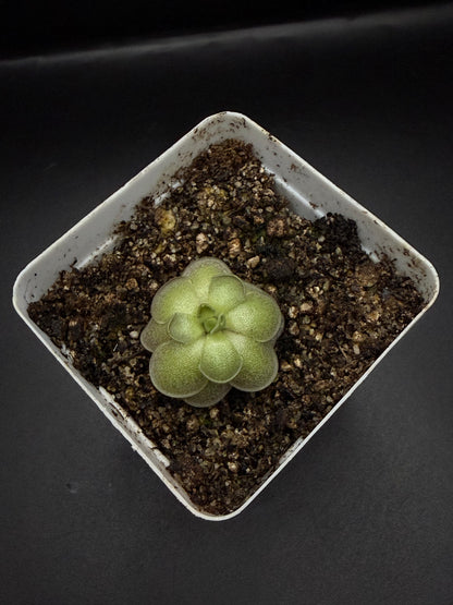 P. Cyclosecta
