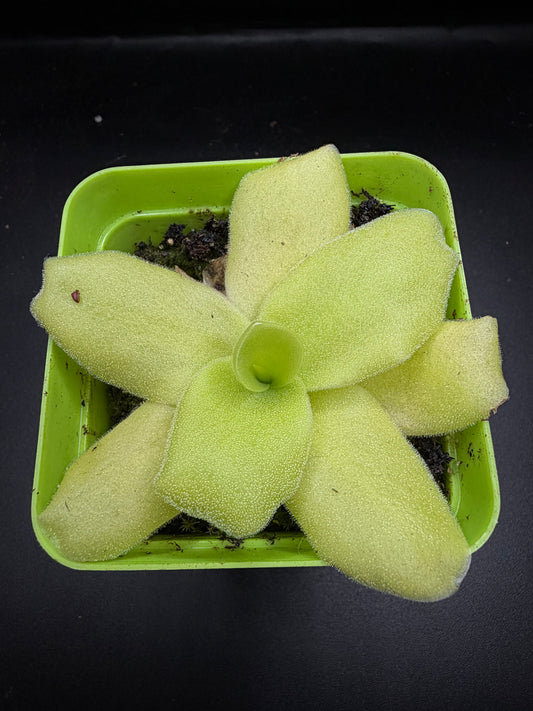 P. Gigantea 'alba' x 'Huahuapan'