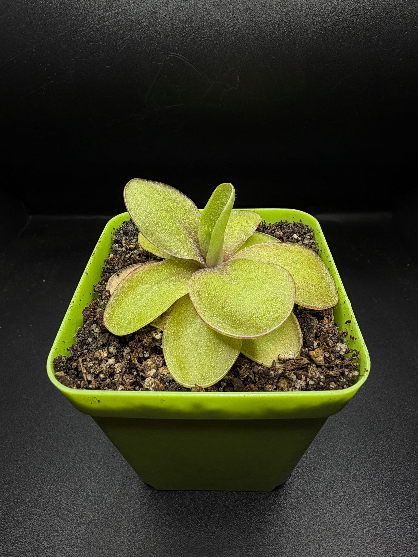 P. 'Razzberry Blonde'