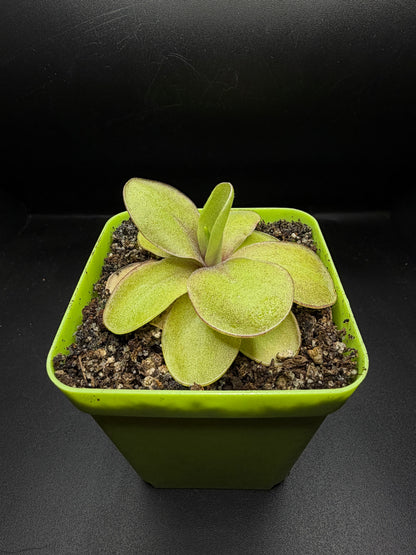 P. 'Razzberry Blonde'