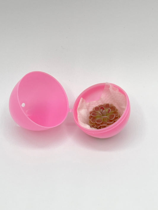 Mystery Eggs (Pinguicula)