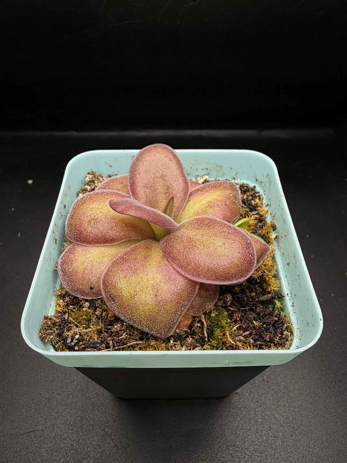 P. ‘Weser’ x Agnata 'El Lobo'