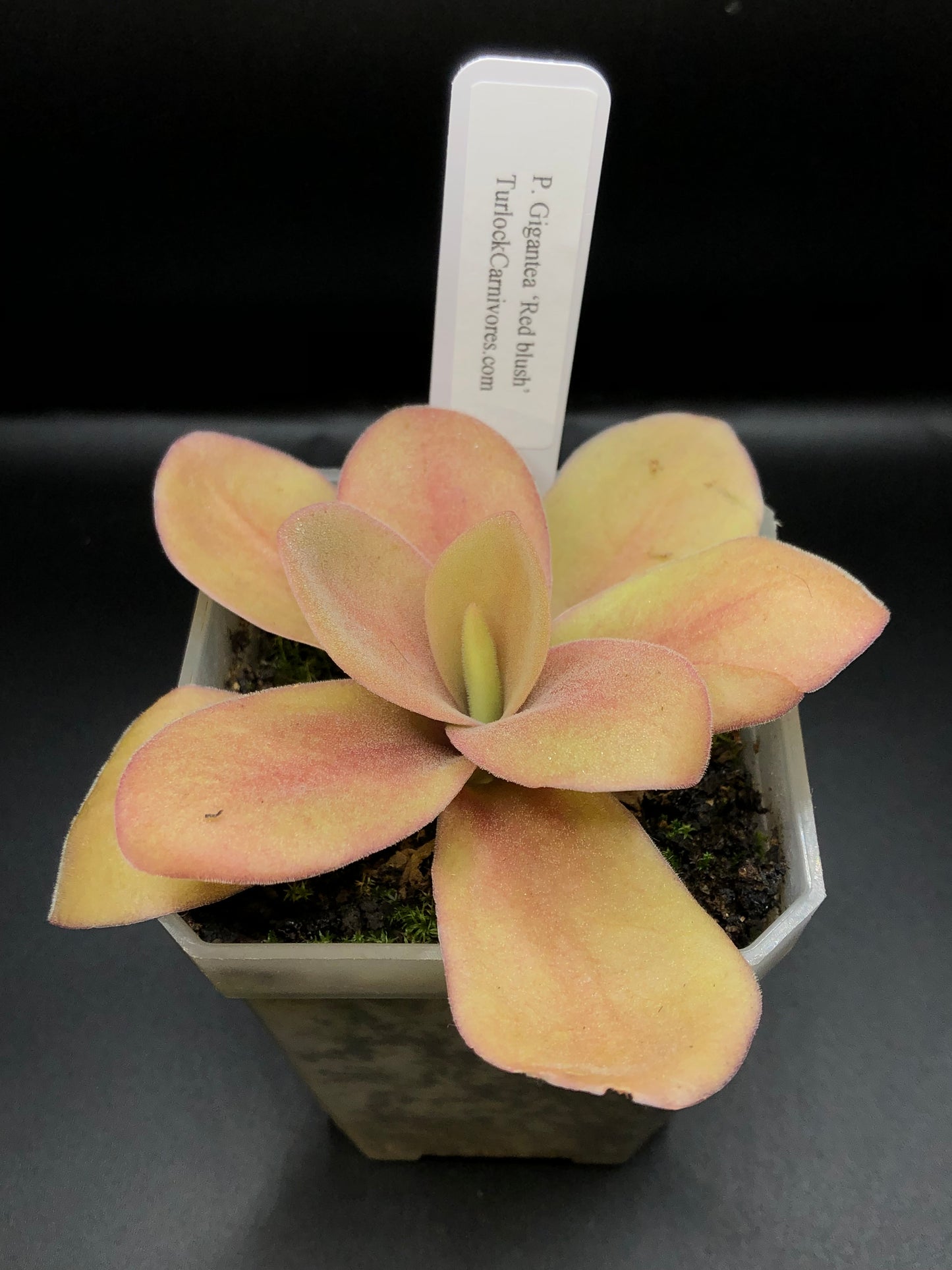 P. Gigantea 'Red Blush'