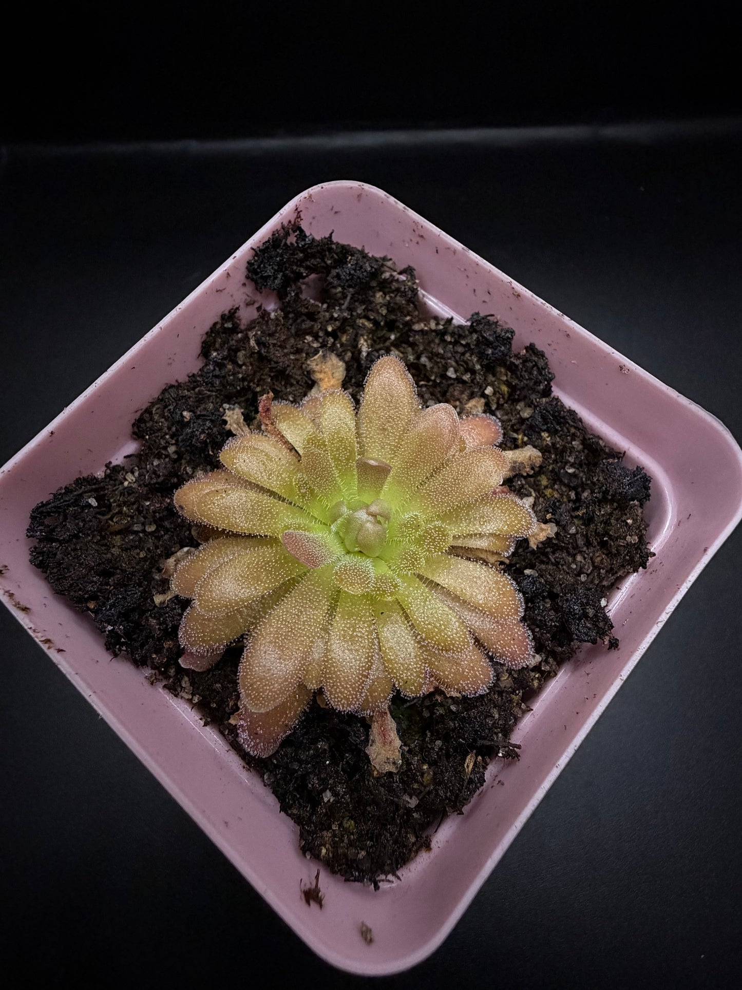 P. Gypsicola x 'Sethos'