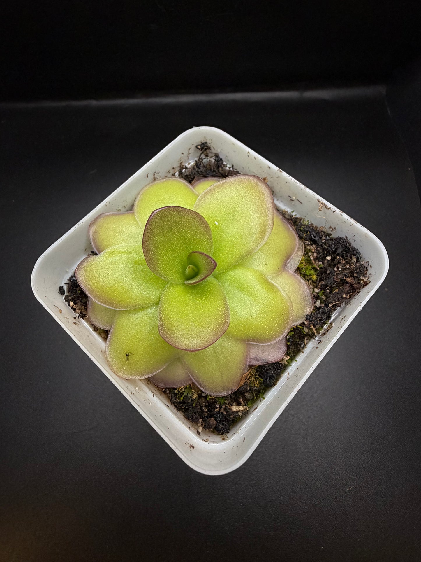 P. Gigantea x Laueana 'red'