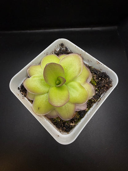 P. Gigantea x Laueana 'red'