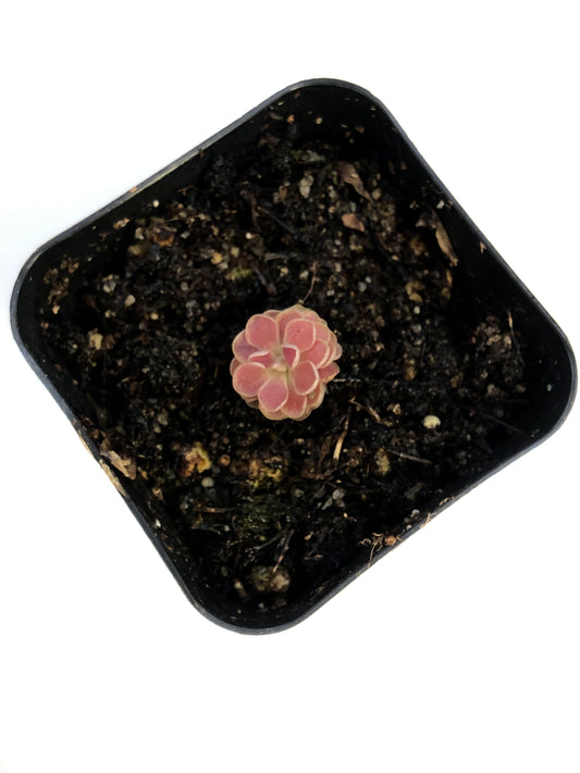 P. 'Florian'