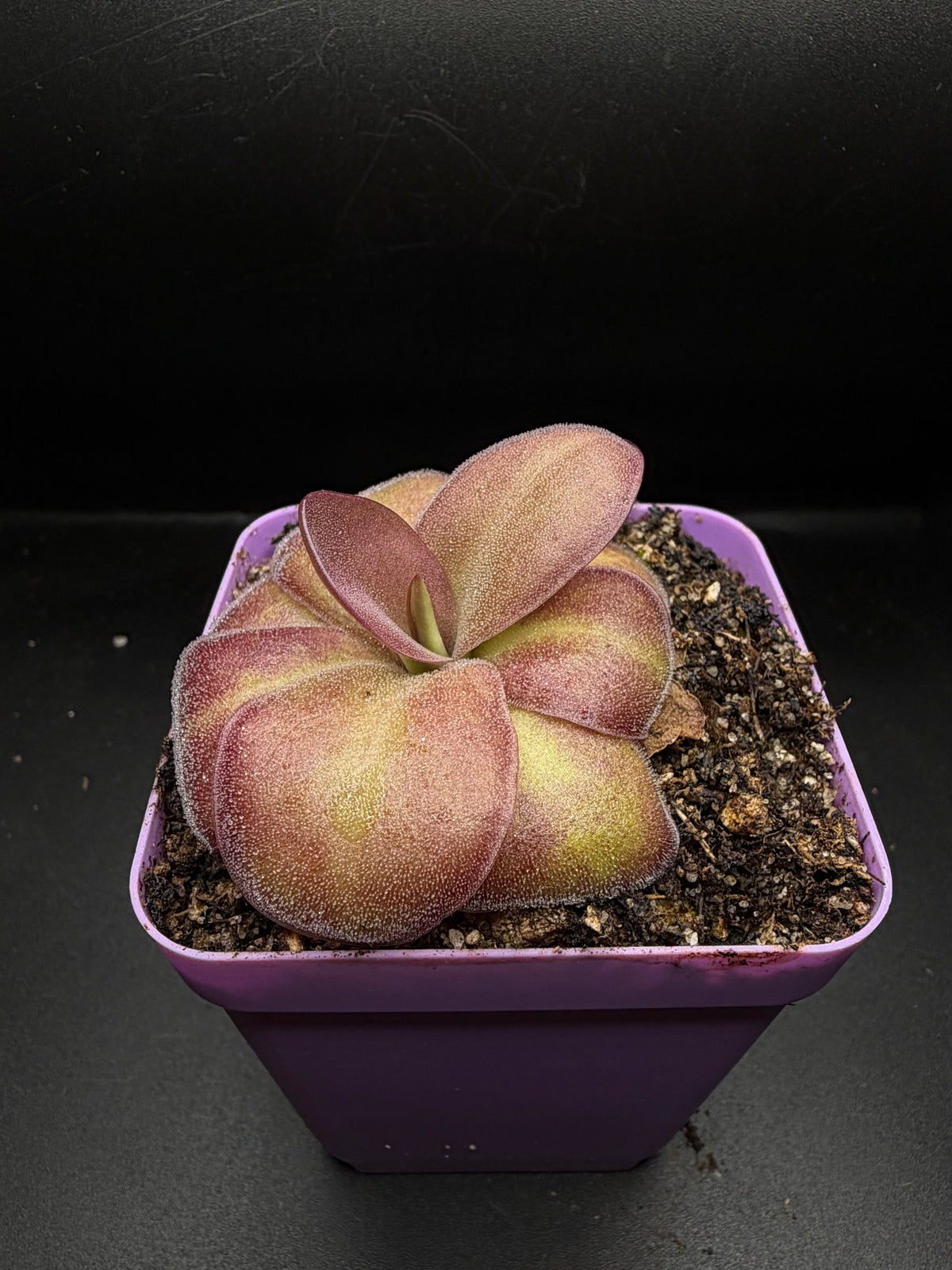 P. ‘Weser’ x Agnata 'El Lobo'