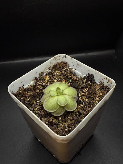P. Cyclosecta