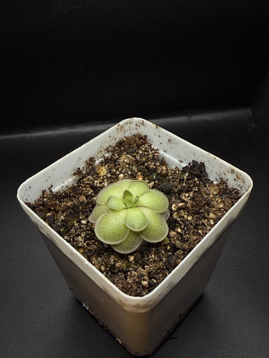 P. Cyclosecta