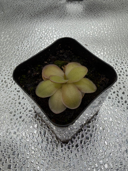 P. Gigantea x Laueana ‘red’