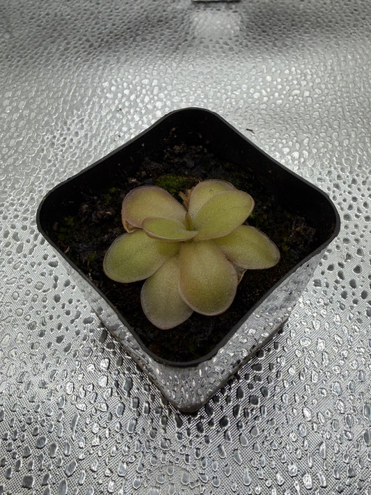 P. Gigantea x Laueana ‘red’