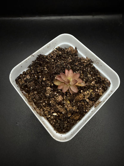 P. 'BCP Crystal'