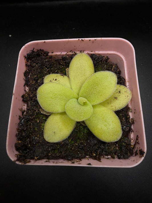 P. Gigantea 'red blush'