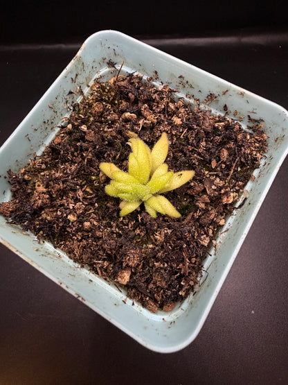 P. Gigantea x Medusina