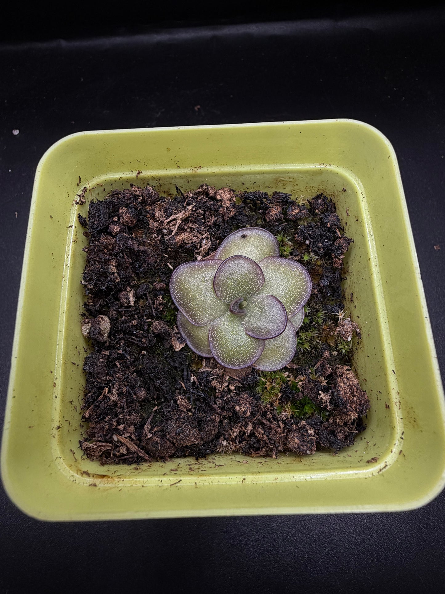 P. 'Leilani'