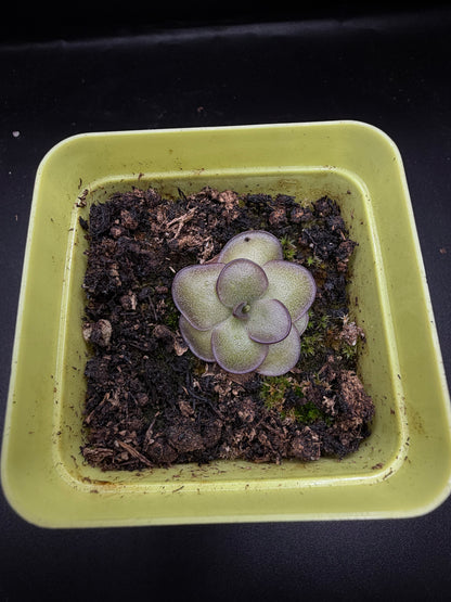P. 'Leilani'