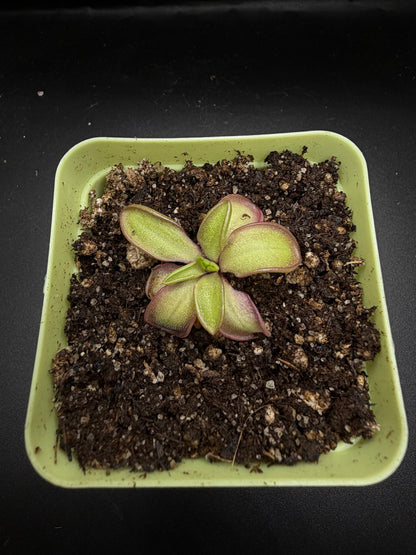 P. Moranensis var. alba x Emarginata
