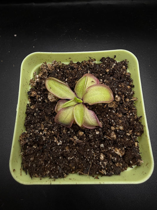 P. Moranensis var. alba x Emarginata