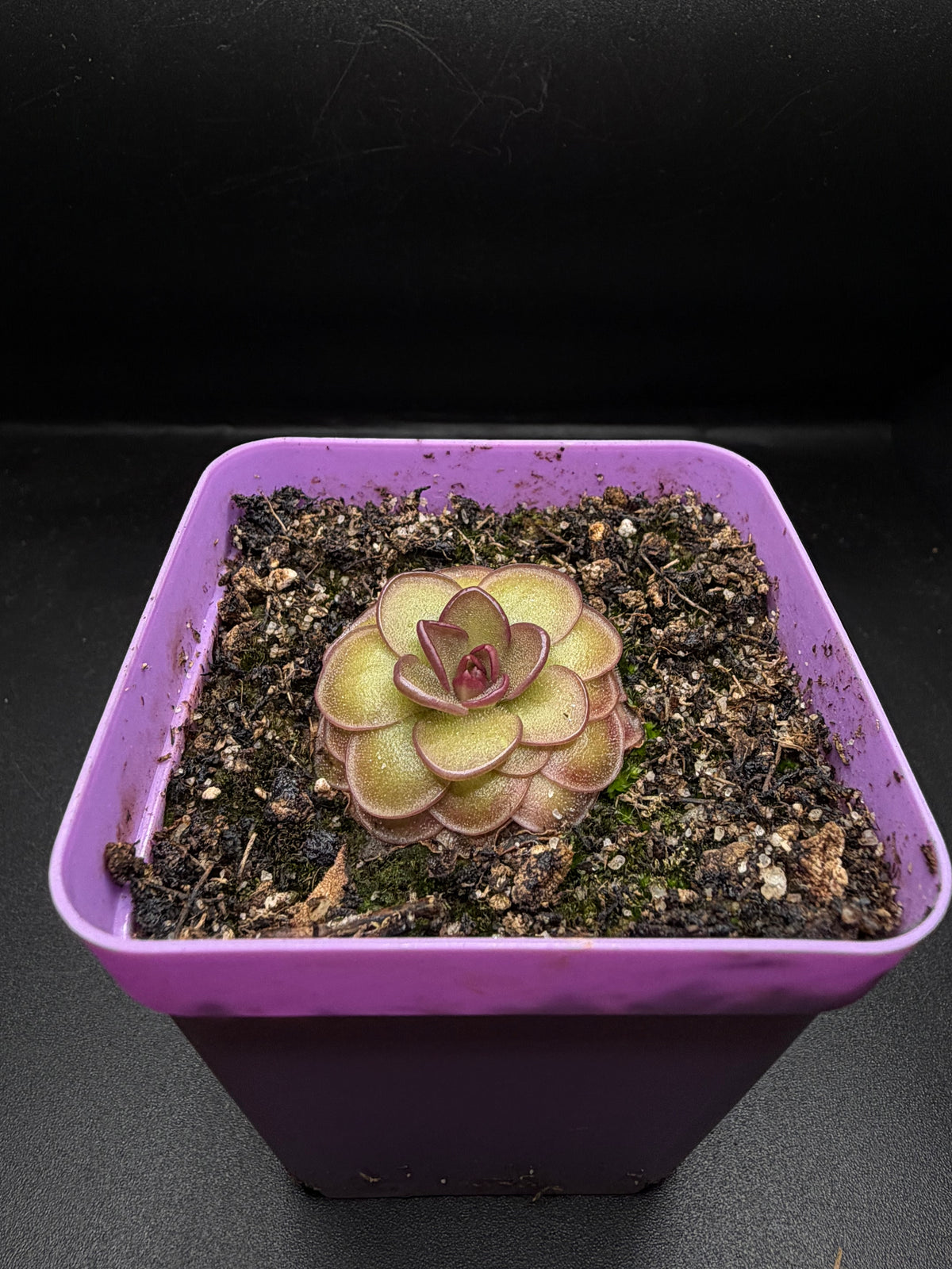 P. 'Hanka'