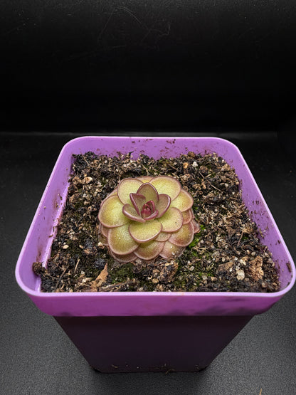 P. 'Hanka'