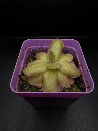 P. Gigantea x Laueana 'red'