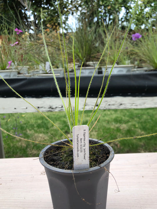 B. Gigantea x Gigantea 'pink flower' (Exclusive x from TurlockCarnivores) W/ Free Perennial Byblis seed kit!