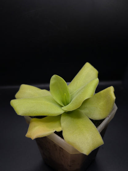 P. Gigantea 'alba' x 'Huahuapan'