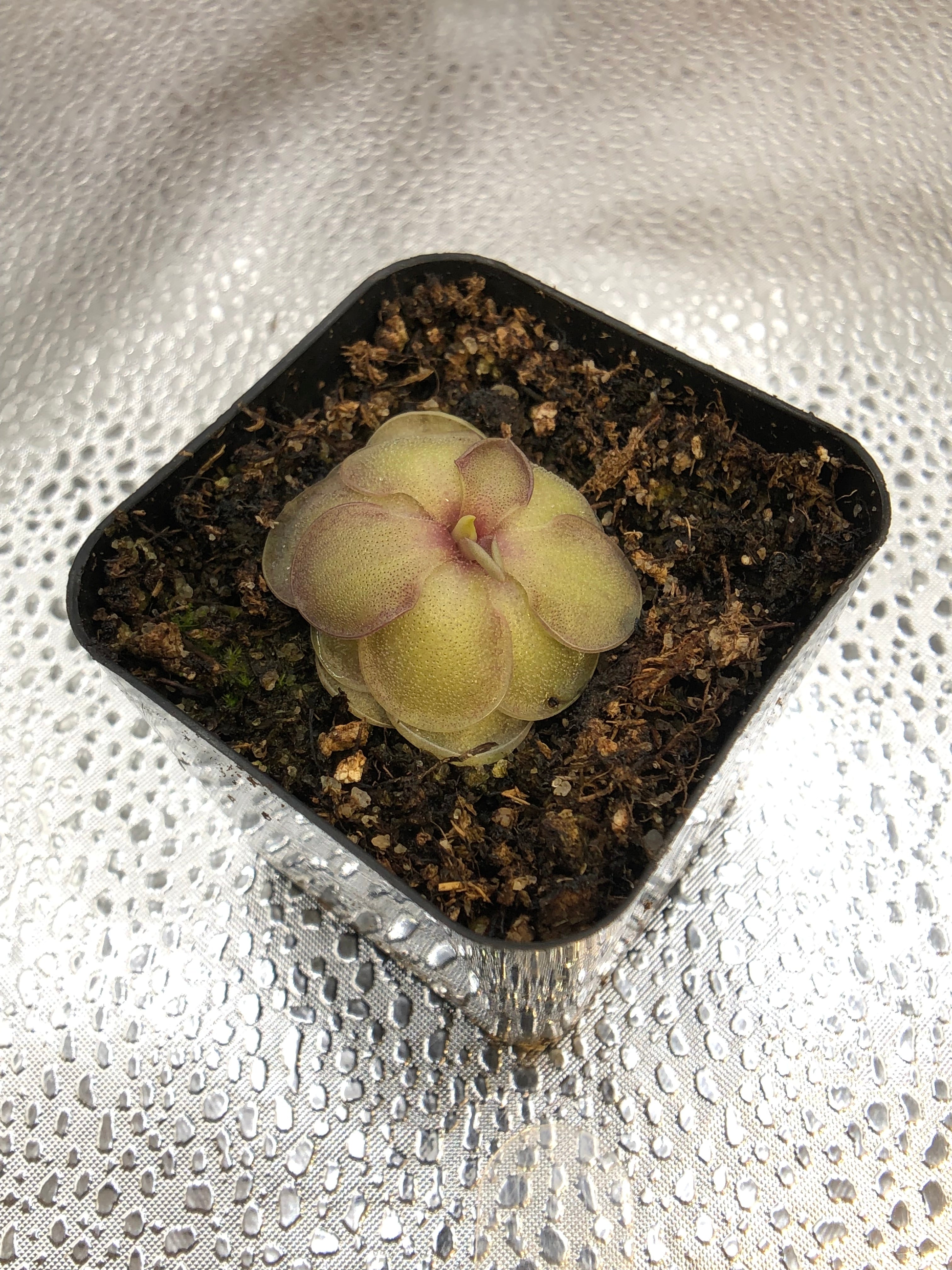 P. Cyclosecta x Emarginata – Turlock Carnivores