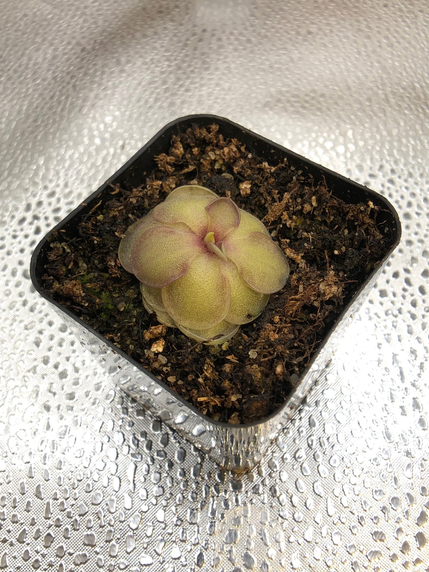 P. Cyclosecta x Emarginata
