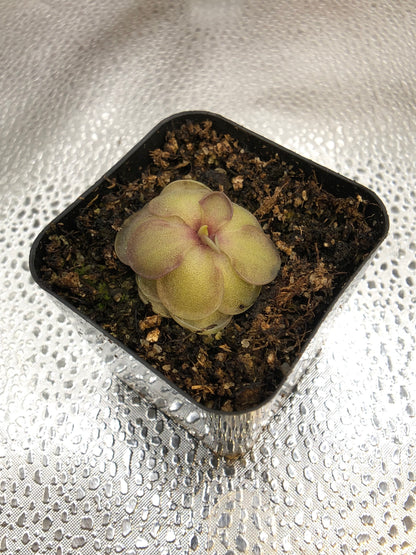 P. Cyclosecta x Emarginata